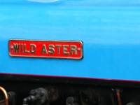DSC07343  What? Doesn't the name plate say "Wild Aster"? Yes, I can still read. Watch this ==>